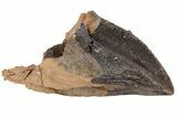 Triceratops Tooth From South Dakota - Unworn Crown #73871-1